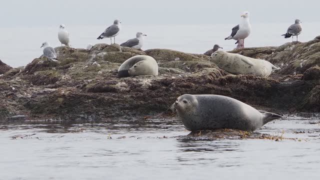 Сахалин и Курильские острова 1/2 (Сахалин)