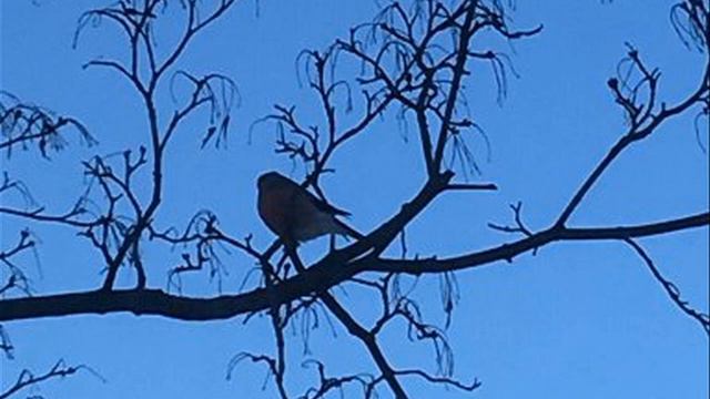 Снегири. Природа.