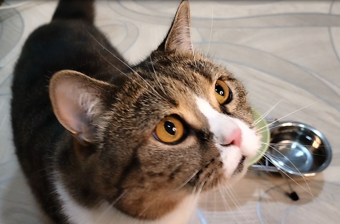 Британский кот кушает и пьет. ?