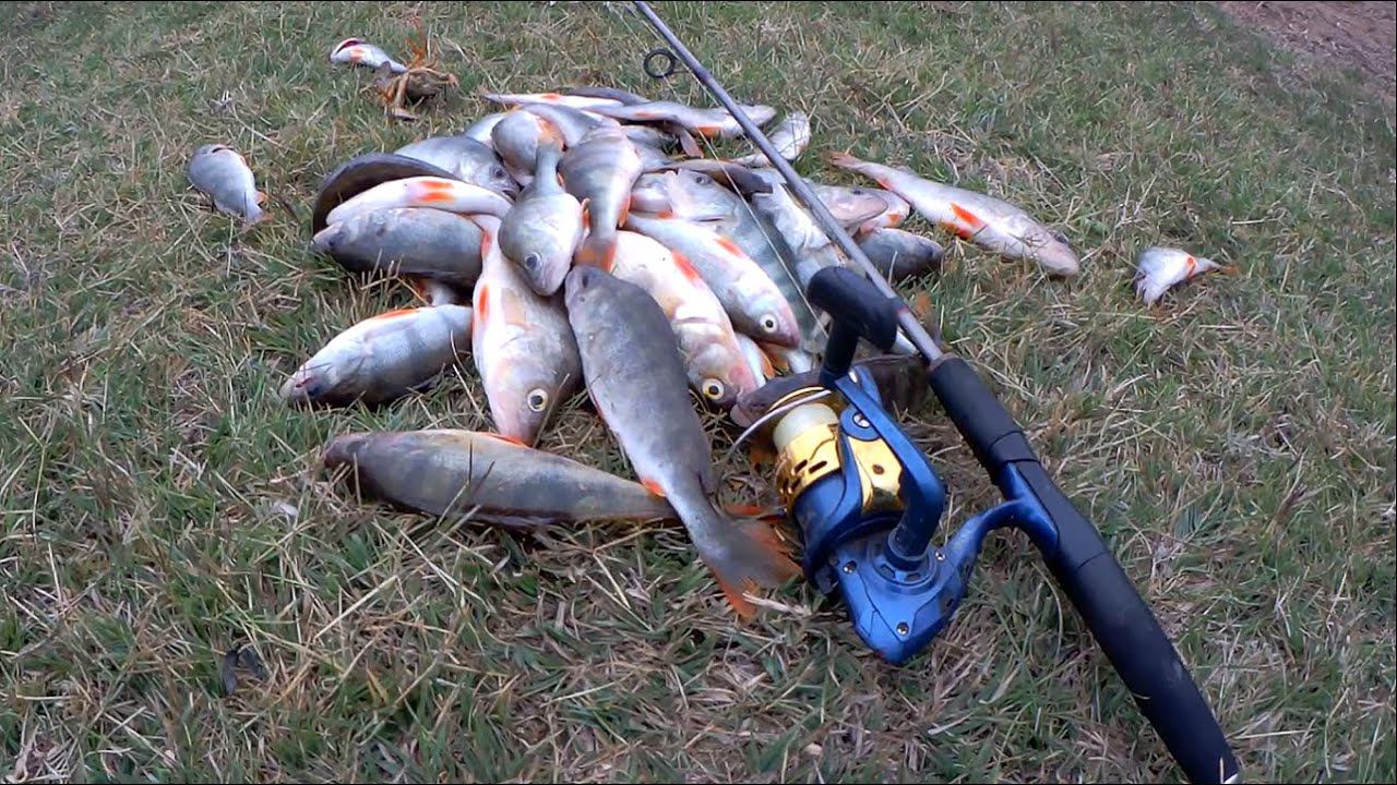 Окунь как с пулемёта. Пол дня поиска, не прошли зря. Ловля окуня на спининг