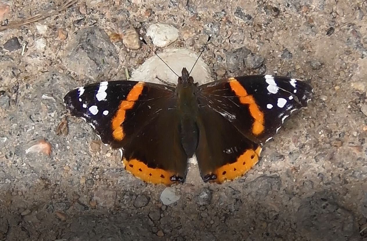 Красная книга, бабочка Адмирал, Vanessa atalanta