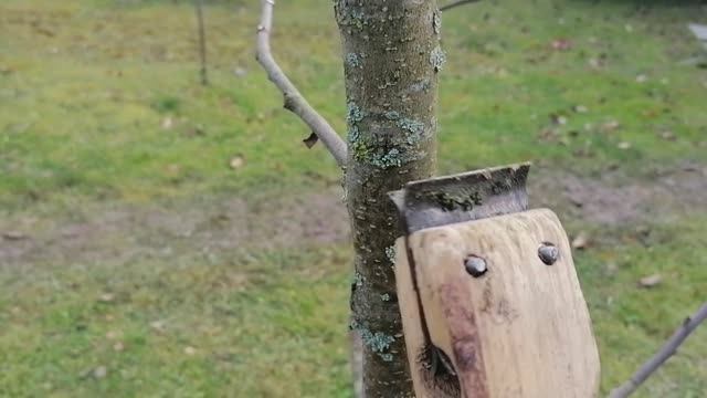 Счищаю мох и лишайники  циклей  перед побелкой стволов яблони.