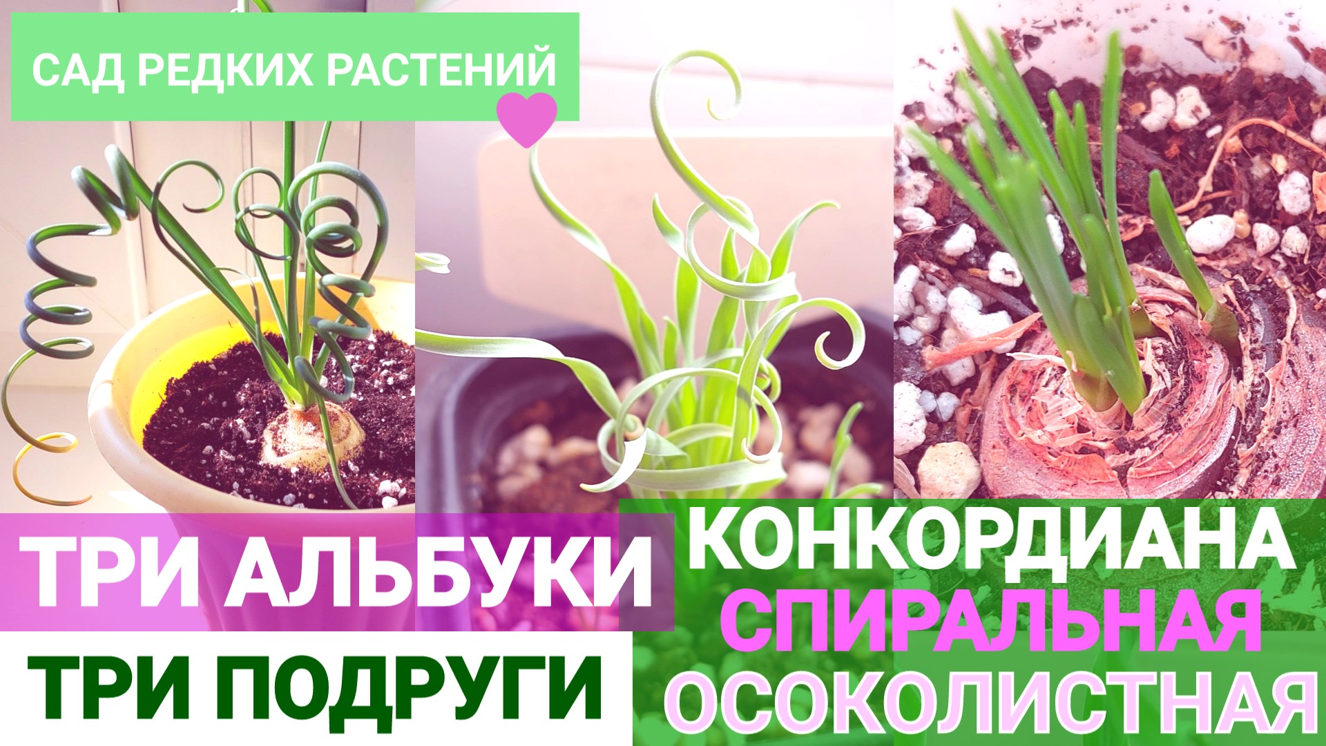 Три альбуки - альбука конкордиана, спиральная, осоколистная. Сходства и различия