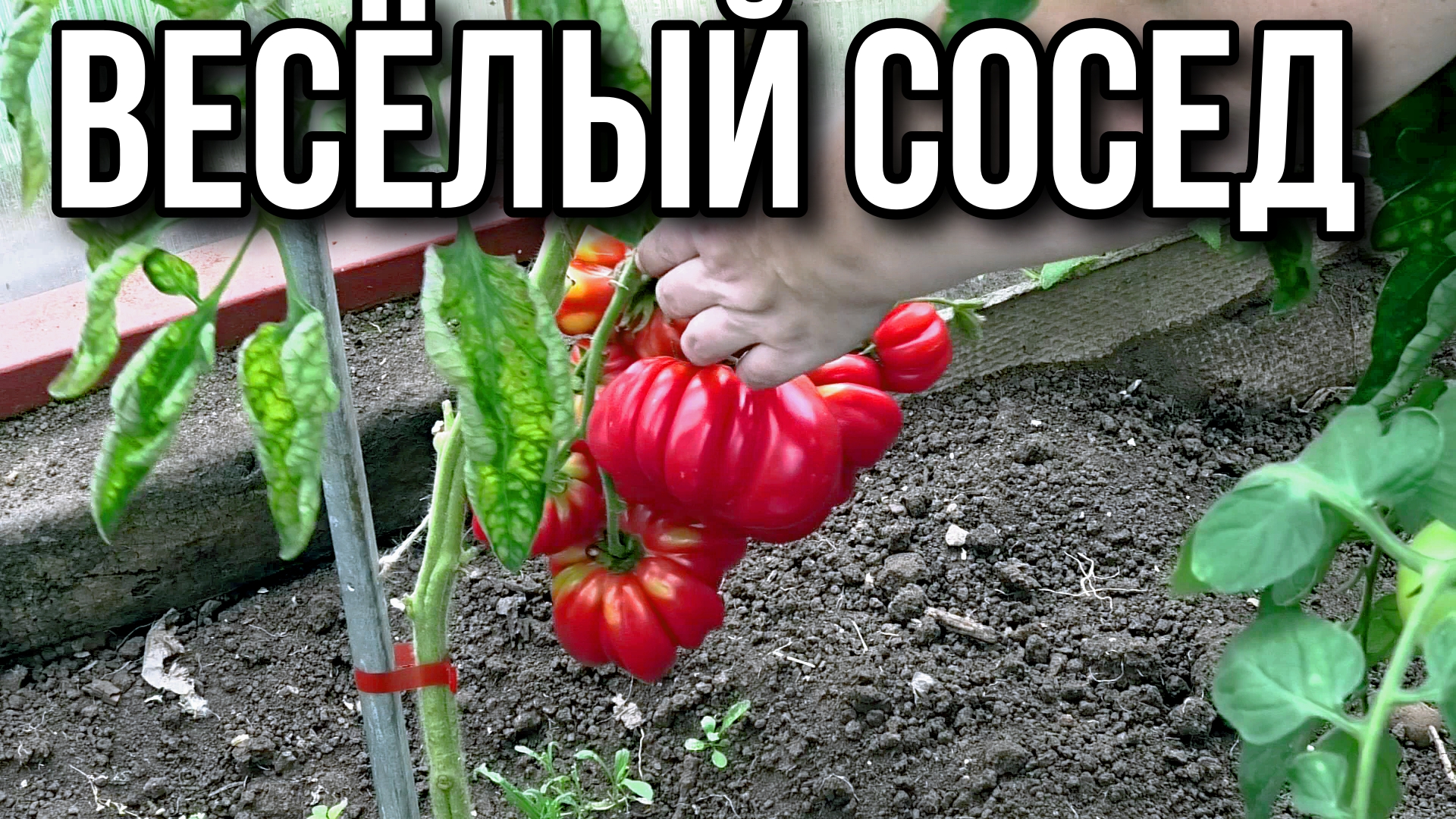 Томат Весёлый сосед.