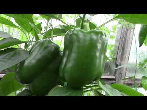 Обзор сортов перца в нашей теплице. Семена от Партнера, Гавриш, Сибирский сад, семена Алтая