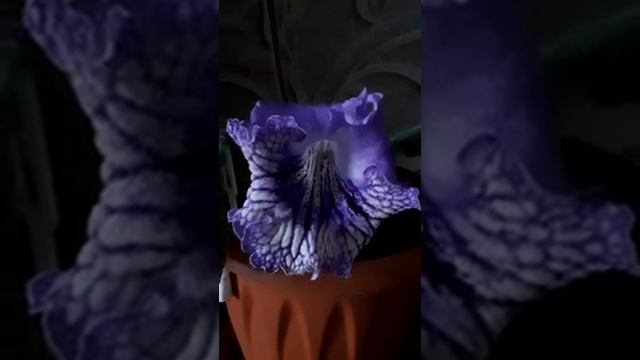 GRAND стрептокарпус