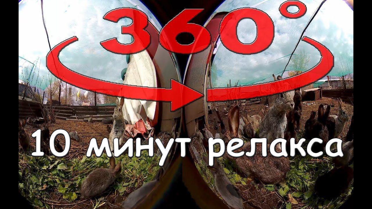 VR 360 video. Кролики кушают. rabbits. Крапива. Крутить - смотреть в стороны. 兔