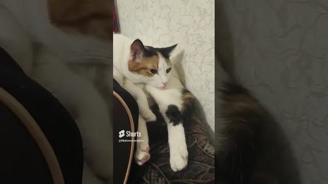 #shorts  Свернулась Шиворот навыворот! ?❤?