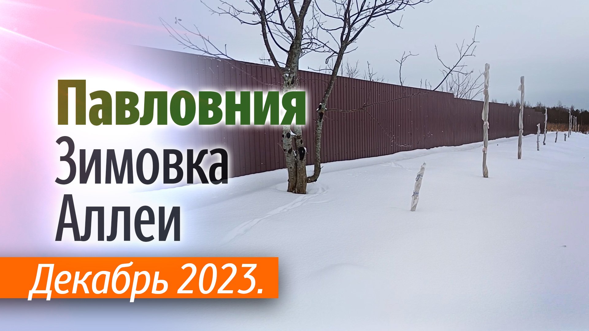 Аллея Павловнии на 10.12.2023. Зимовка.