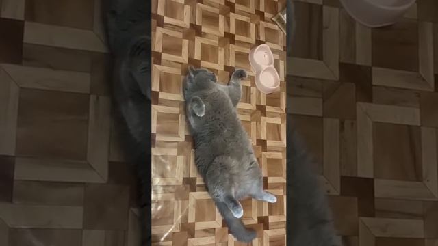 Хорошо поел #Хорошо поел #short #Ate well