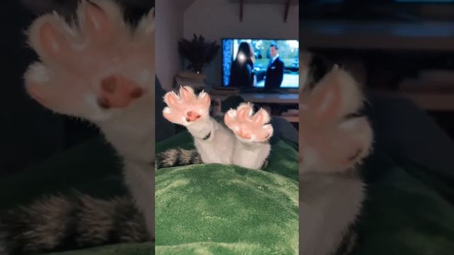 Мои ножки как у бульдожки #Мои ножки #как у бульдожки  #short #My legs # are like a bulldog