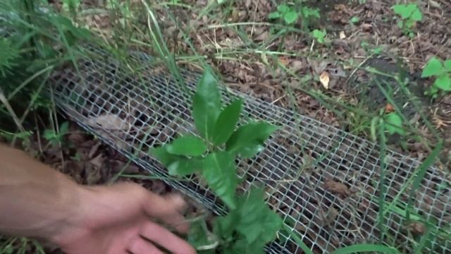 БОТСАД 365 - КОЛЛЕКЦИЯ СЕРГЕЯ СИДОРЕНКО В НЕФТЕГОРСКЕ. ПОЛНАЯ ЭКСКУРСИЯ.