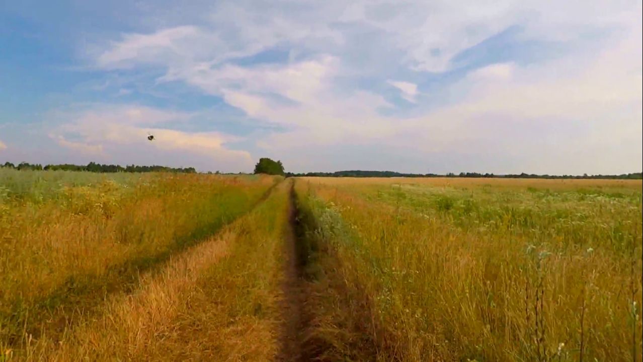 ЗАБОРЬЕ ПОЛЯ 2022.07.09