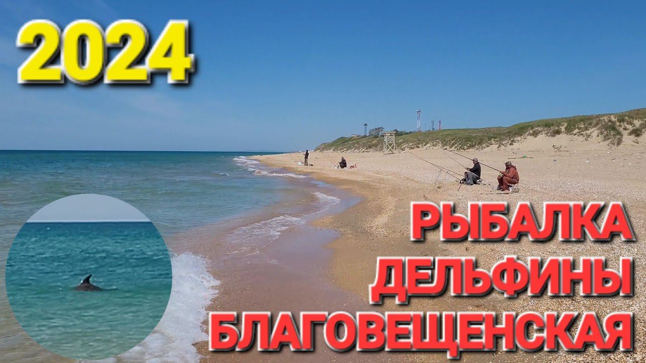 Где можно увидеть дельфинов на Черном море!? #Благовещенская. Дикий пляж.