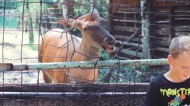 Зоосад на берегу Амура, Хабаровский край