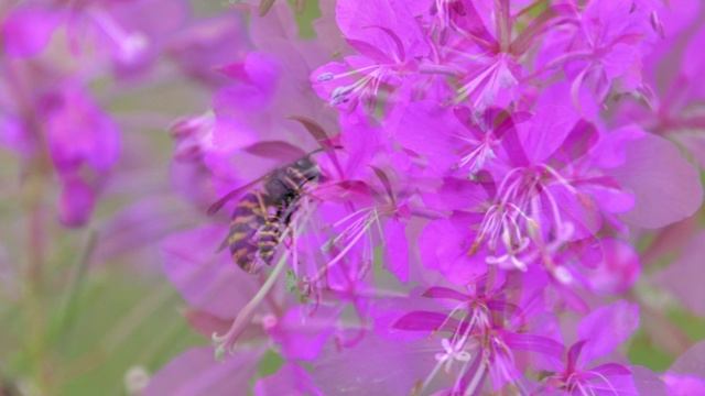 "ЛЕТНИЕ ВАЛЬСЫ"... (Фото Александра Соснина (Архангельск) - Московский Камерный оркестр)