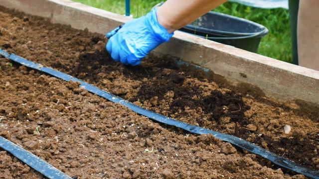 УКРОП ПАХУЧИЙ, ИЛИ ОГОРОДНЫЙ