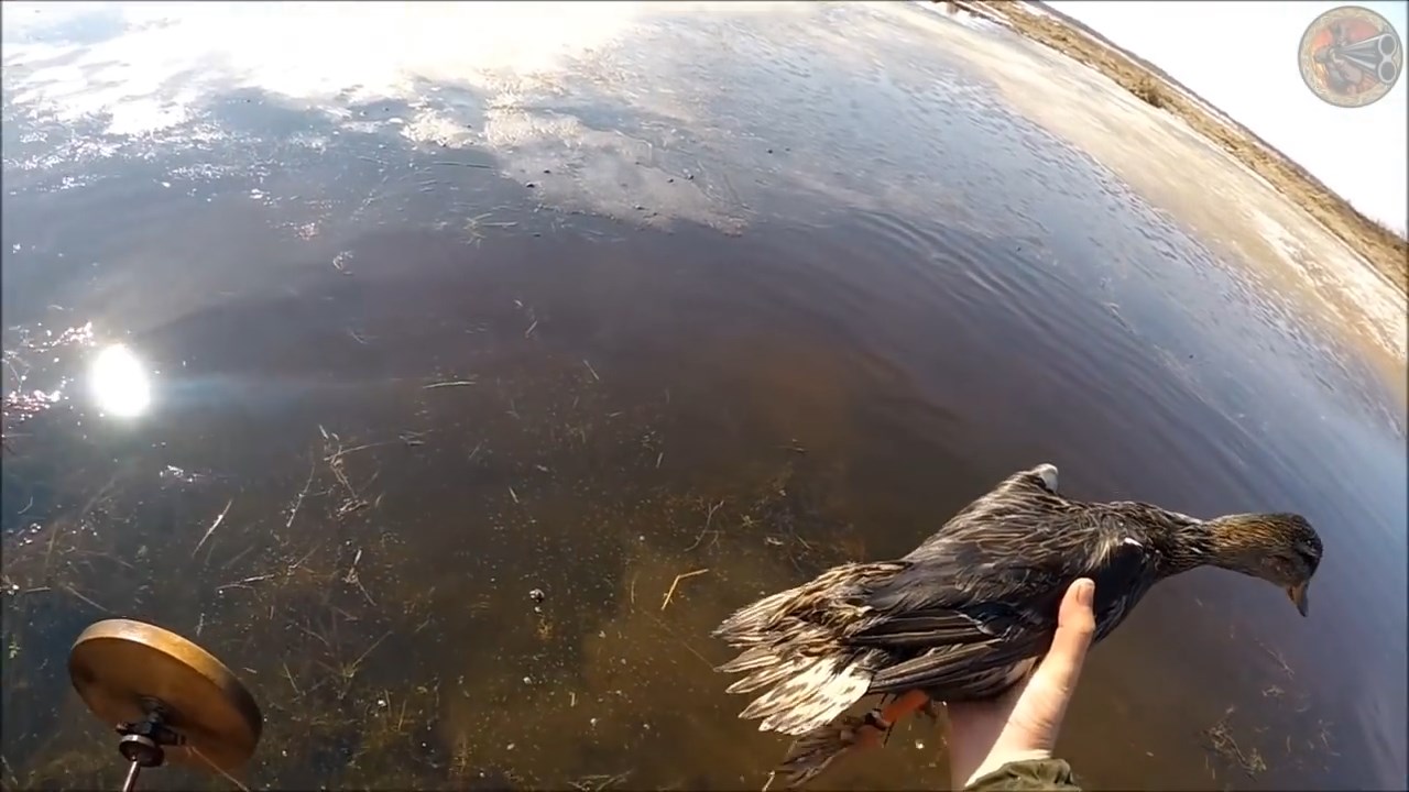 Подготовка подсадных уток к весенней охоте 2019 (Будни охотника и рыбака)