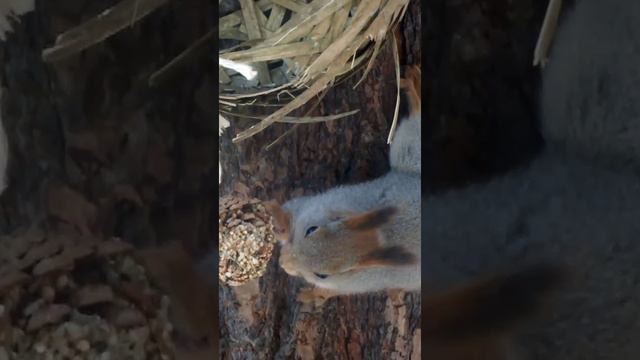 #shorts Бельчонок пробует лакомство в шишках