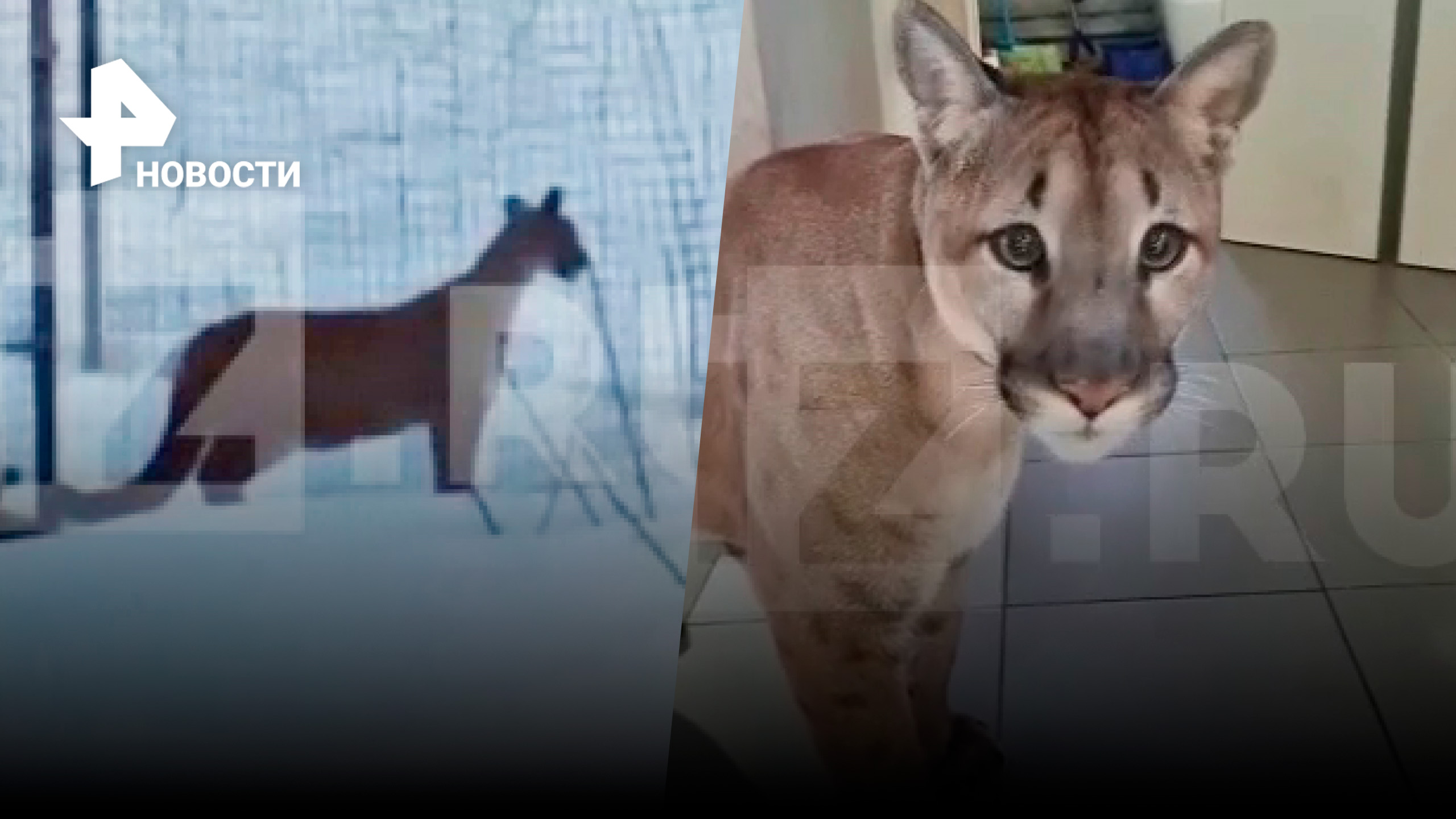 Сбежавшая из коттеджа пума напала на человека в Ленобласти / РЕН Новости