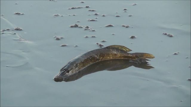 Видеоохота с видеорыбалкой, щуренка волной выбросило на  мелководье, птицы присматриваются к добыче