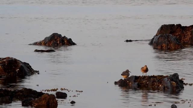 Листая Шантары, Хабаровский край