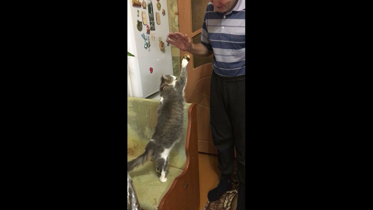 Смешные кошки  Кошка здоровается с хозяином