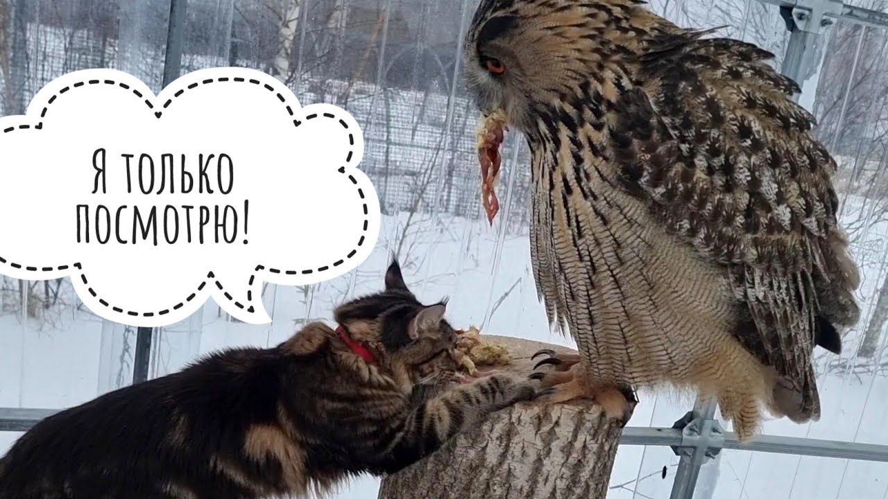 Кошка выпрашивает птицов у совы: вкусное! Лягушеньки едят рыбов