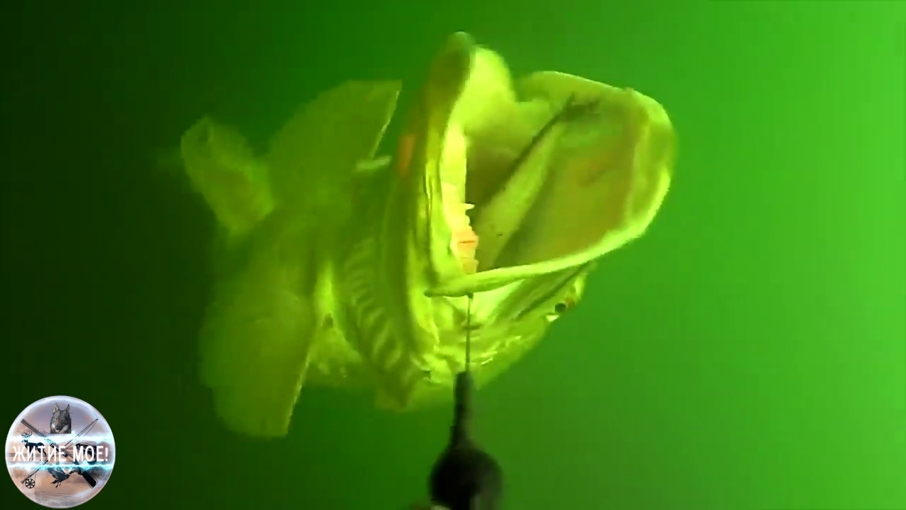 Охота и рыбалка. Поимка щуки на 15,6 кг. на мертвого живца. Подводная съемка