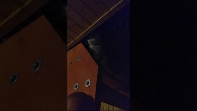 Кот в дозоре.