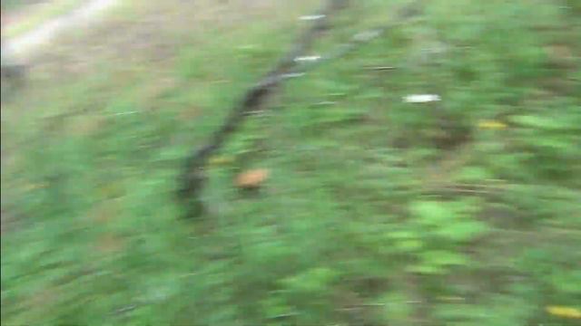 12 серия Тайга Очень много грибов Подосиновиков ягода Черника Изба река Лендаха