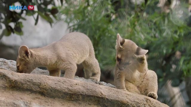 Кошачий косплей| ЗООМАНИЯ