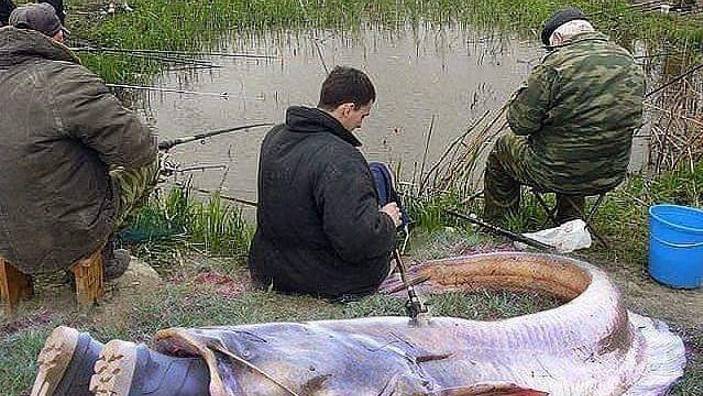 Короткий, самодельный, легкий спиннинг для ловли мирной или хищной рыбы средних размеров