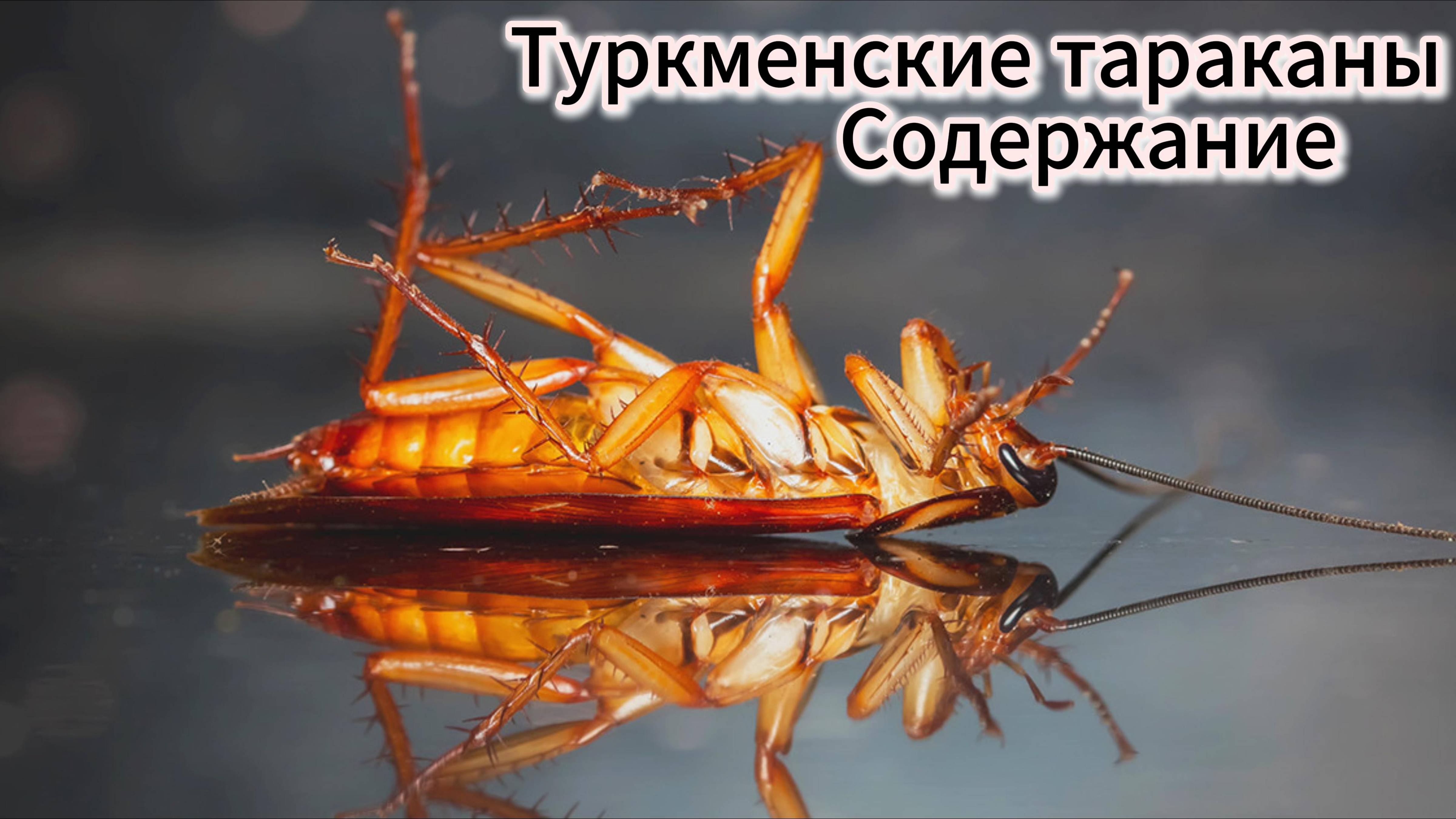 ТУРКМЕНСКИЕ ТАРАКАНЫ. СОДЕРЖАНИЕ