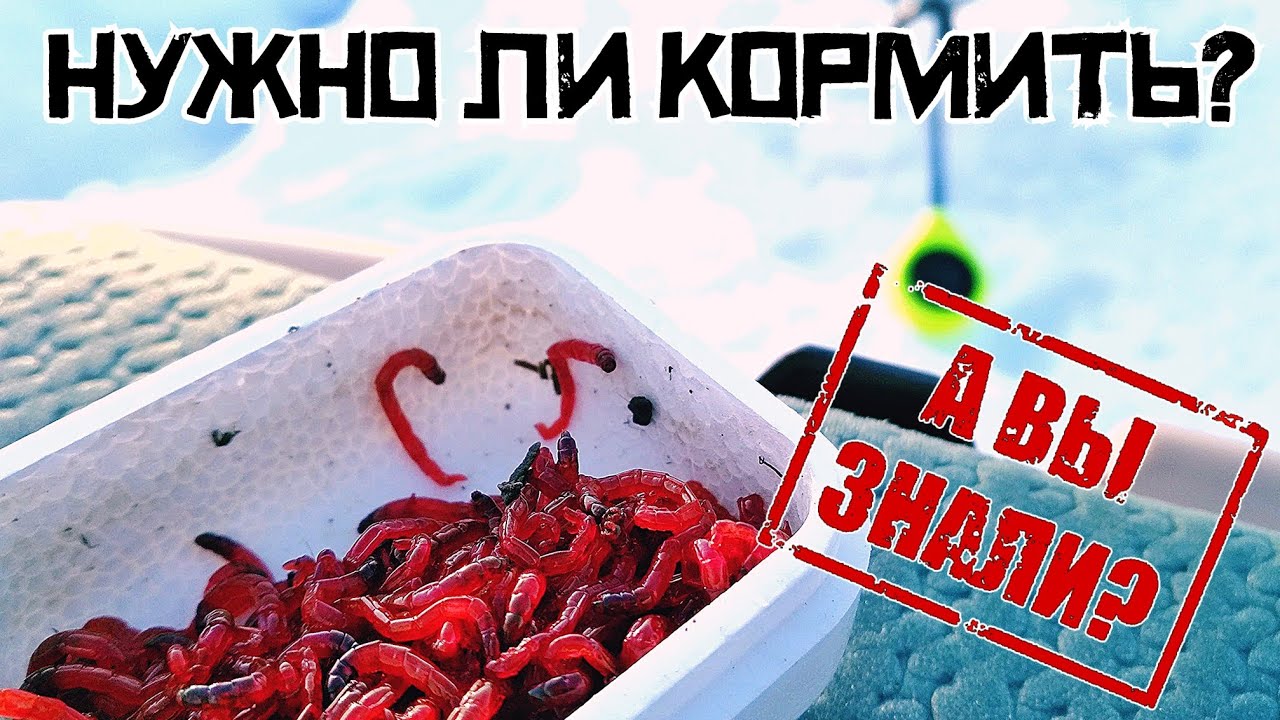 РАЗРУШАЕМ МИФ! Нужно ли кормить РЫБУ мотылем Зимняя рыбалка 2024.