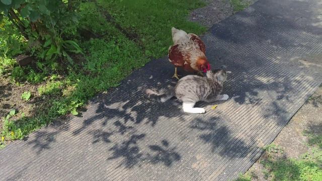 Мирный. Бой без правил Кот и Ряба. 19.07.2024г