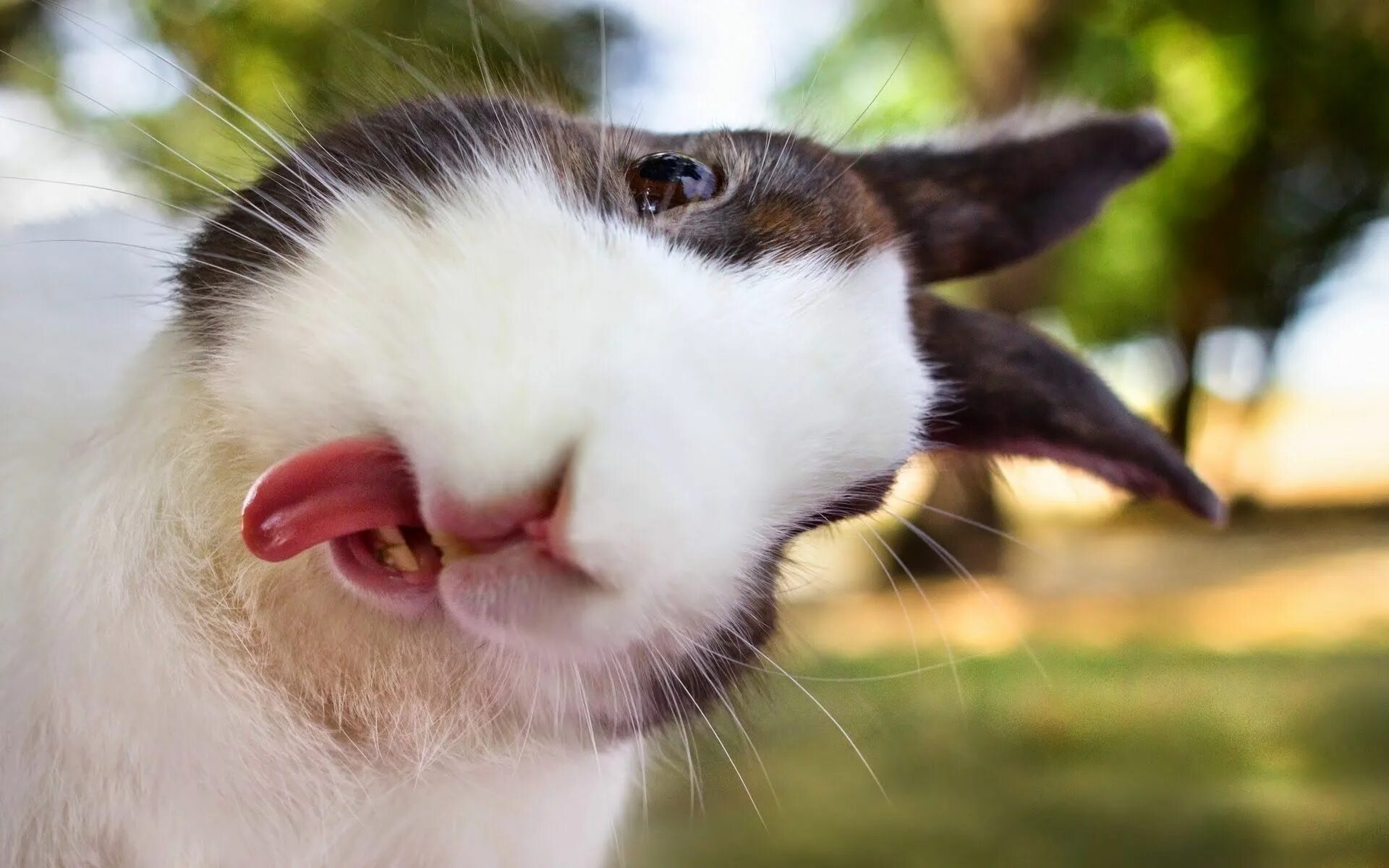 Смешное видео с животными - смеялись до слез