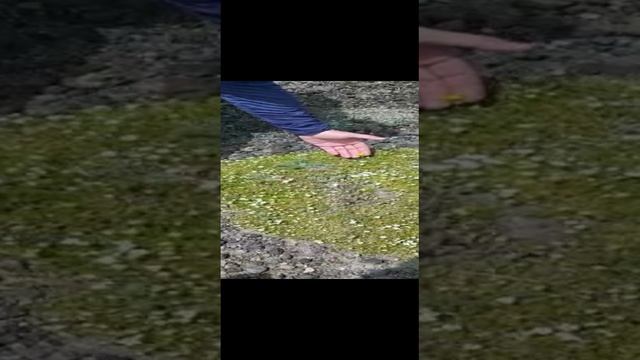 Цветы Камчатки. .mp4