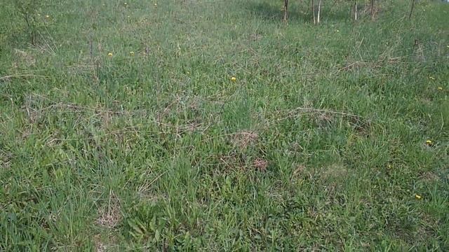 Сбор Иван - Чая в мае . Внимание ! Ядовитые сорняки !(3)