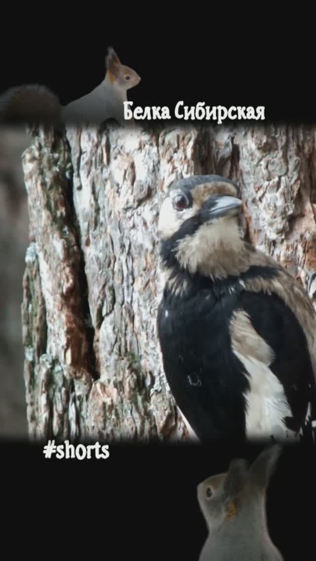 #shorts Взгляд самки дятла