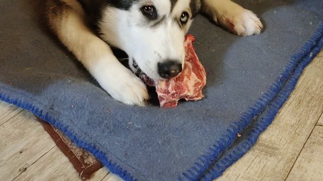 Запасливый Хаа!.mp4