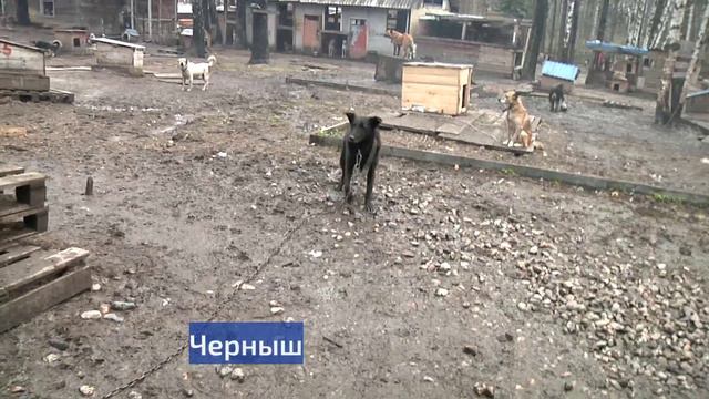 Хочу домой: Тотошка и Черныш