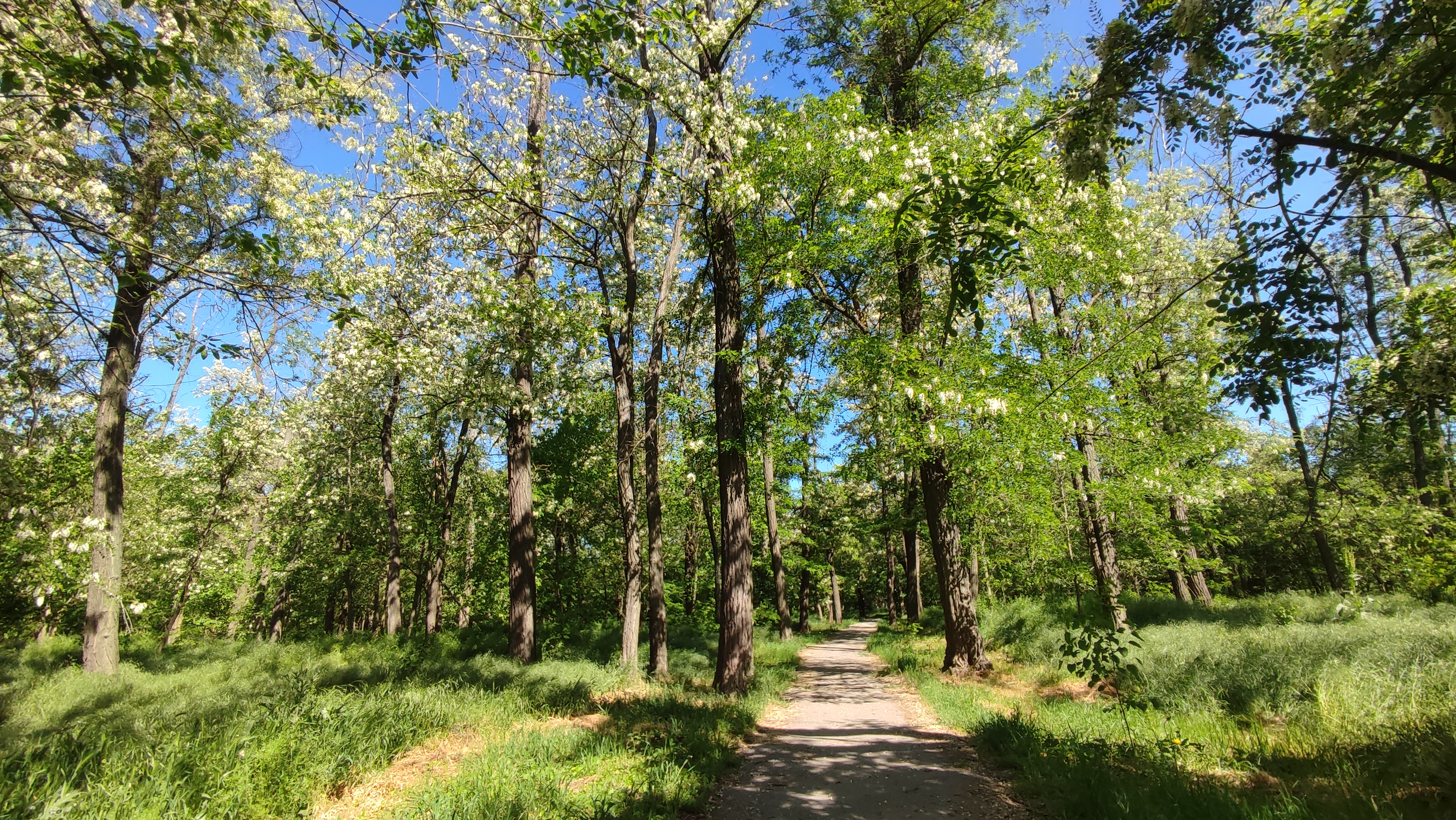 Белой акации гроздья душистые...инсайт в белоснежной роще !!