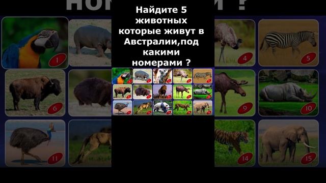 Найди Животных,которые живут в Австралии