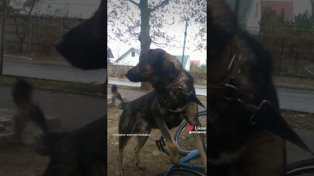 Like_7374862446503247517.PROPHET. SHCHERBAKOV. ЩЕРБАКОВ АРТЕМ. DOG. СОБАКА.