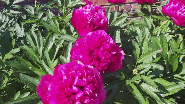 Лучшая подкормка для пионов. Фантастическое цветение.