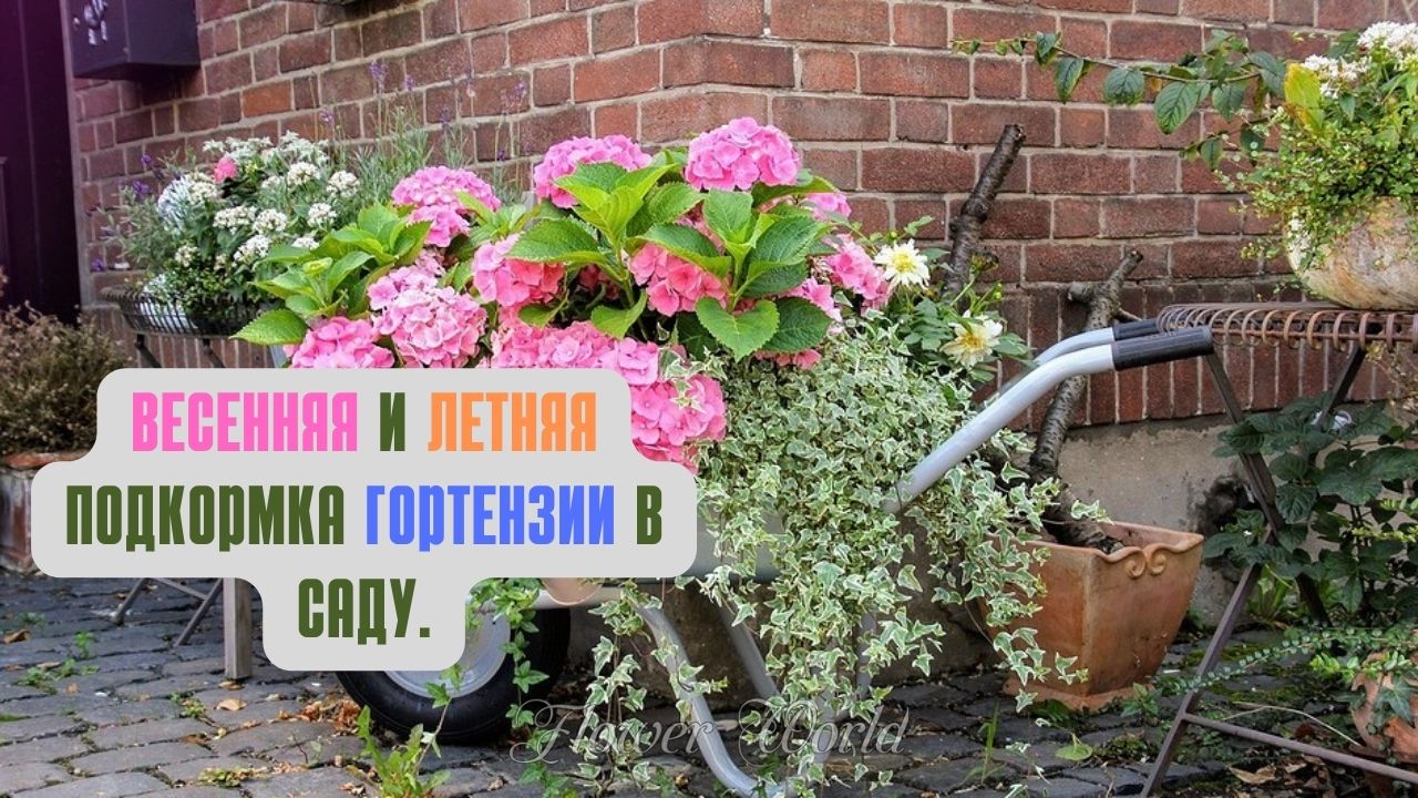Весенняя и летняя подкормка гортензии в саду.?