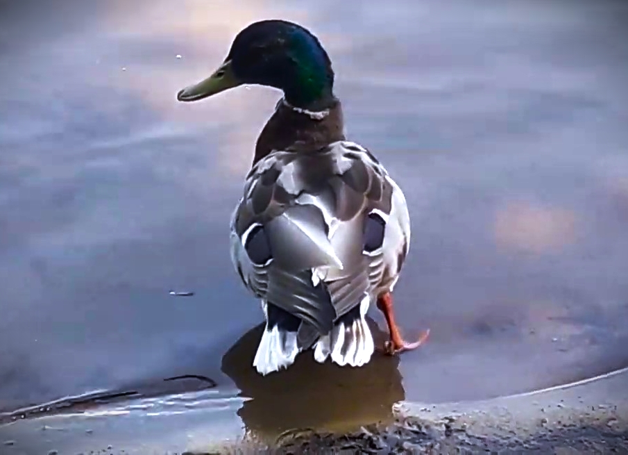 #Московские #утки #городские #река
В невероятных глубинах вселенских землю искала и нашла твердь.