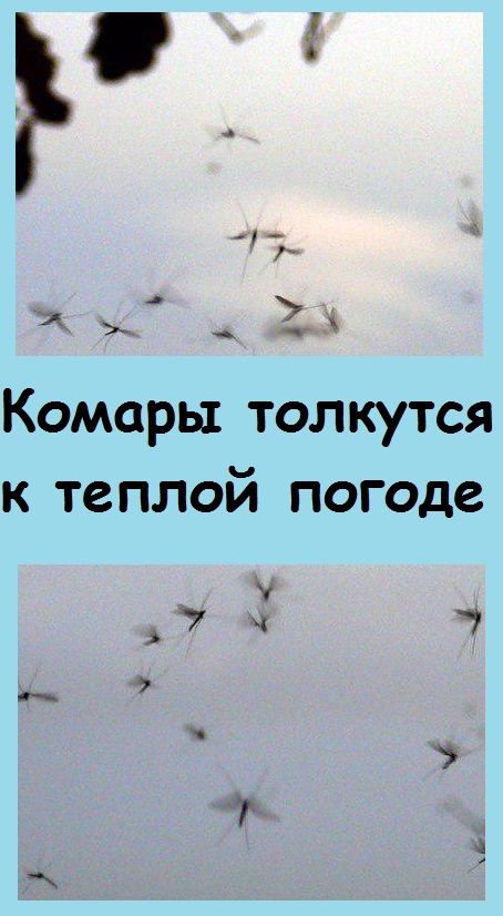 Детская примета:  КОМАРЫ ТОЛКУТСЯ - БУДЕТ ТЕПЛО. Посмотрим, сбудется ли завтра?
 #сад #дача #цветы