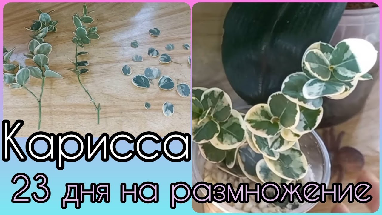 КАРИССА?23 дня на РАЗМНОЖЕНИЕ?Черенкование?Укоренение?Кратко об уходе?Особенности состава грунт